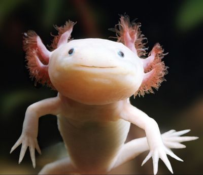 Axolotl