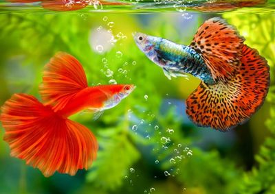 Fish