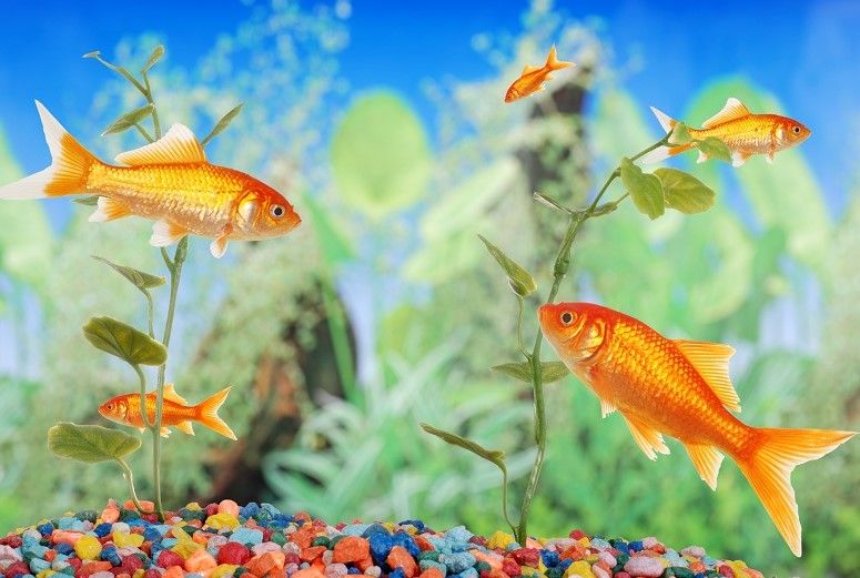 Cold Water - Cold Water Fish For Saltwater Tank Filter