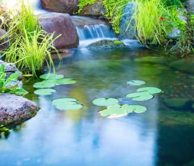 Pond