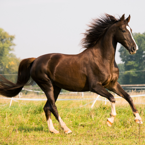 Beautiful image of a horse