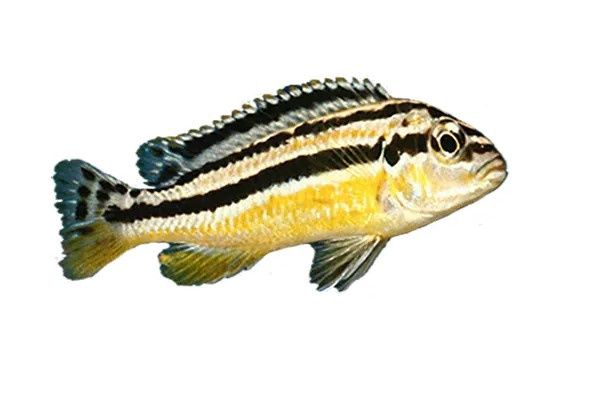Auratus Male African Cichlid