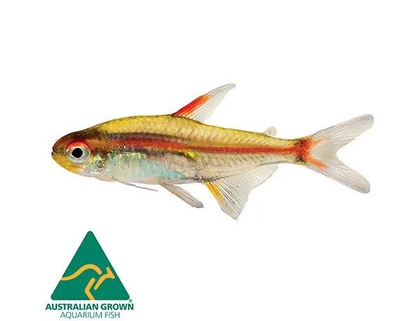 GloliteTetra