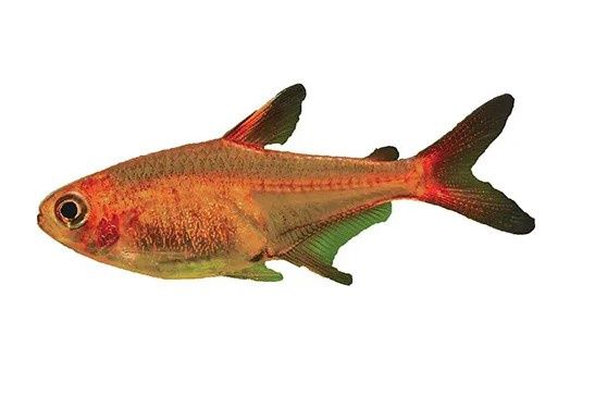 Ember Tetra