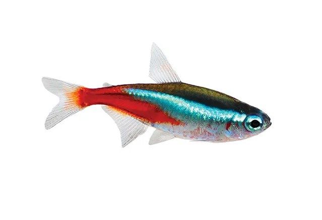 Neon Tetra