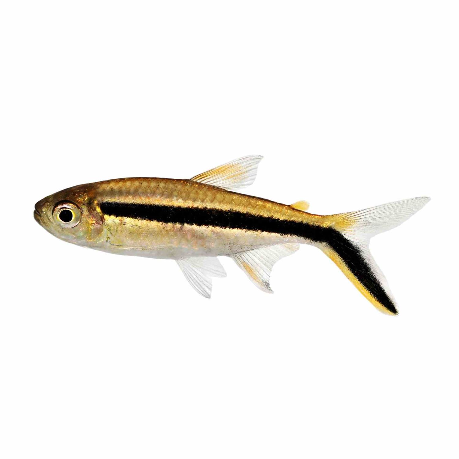 Hockey Stick (Penguin) Tetra