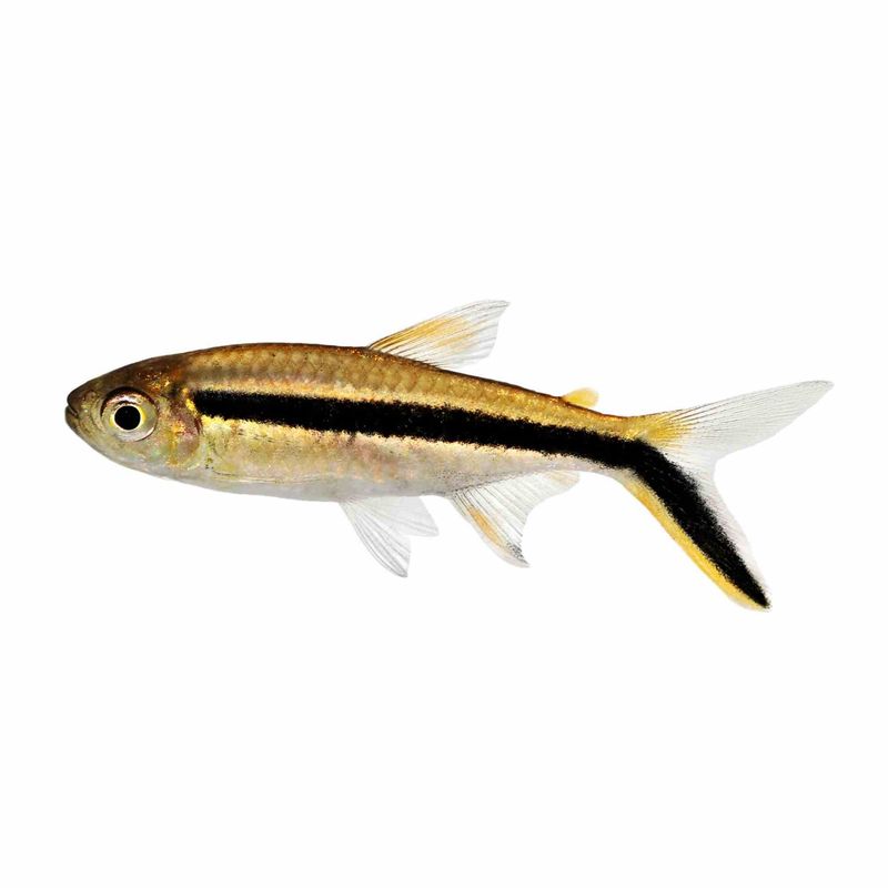 Hockey Stick (Penguin) Tetra