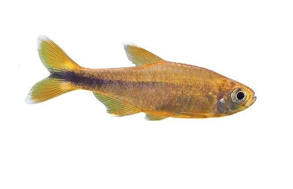 Silvertip Tetra