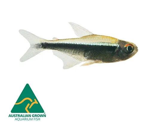Black Neon Tetra