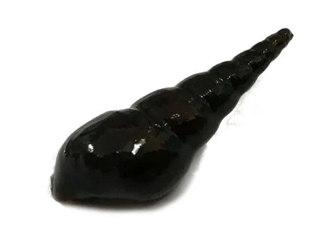 Burrowing Snails