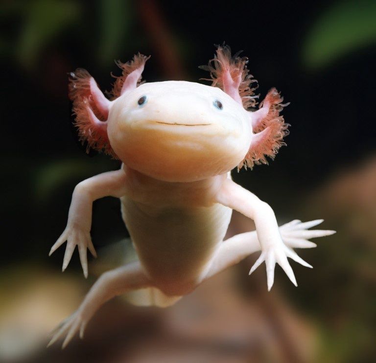 Axolotl