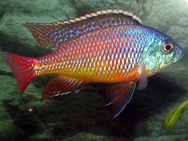 Red Empress Cichlid