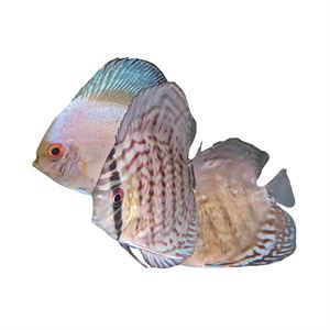 Assorted Discus