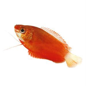 Orange Flame Gourami