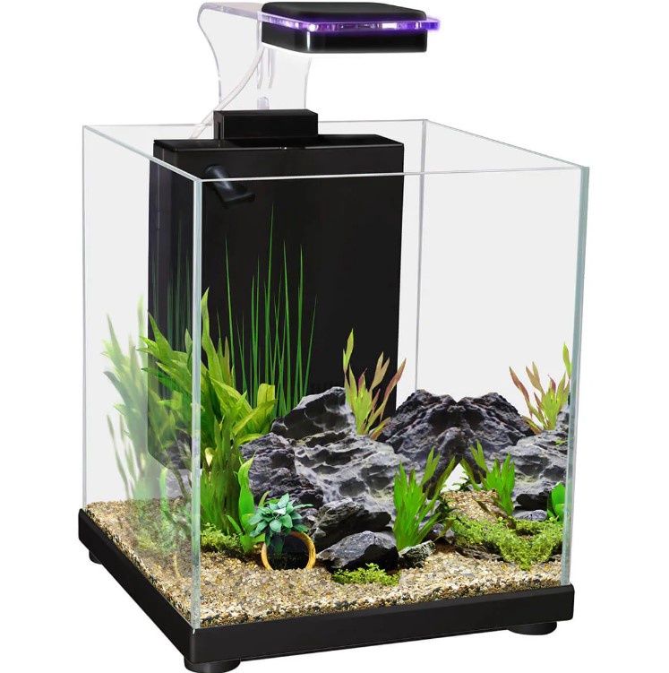 Betta Sanctuary, Colour: Black