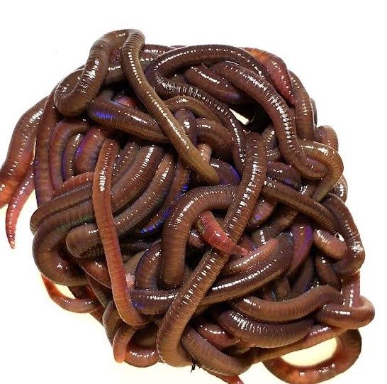 African Nightcrawlers