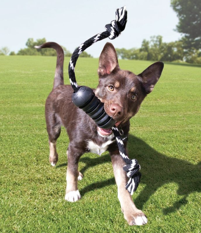 Kong Extreme Dental with Rope