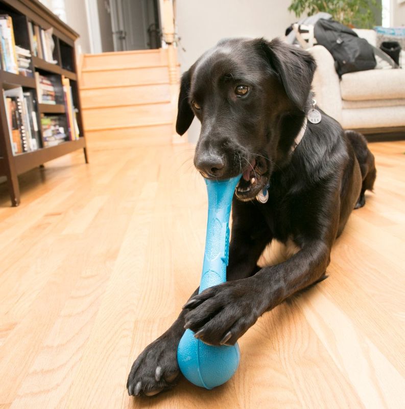 Kong SqueakStix
