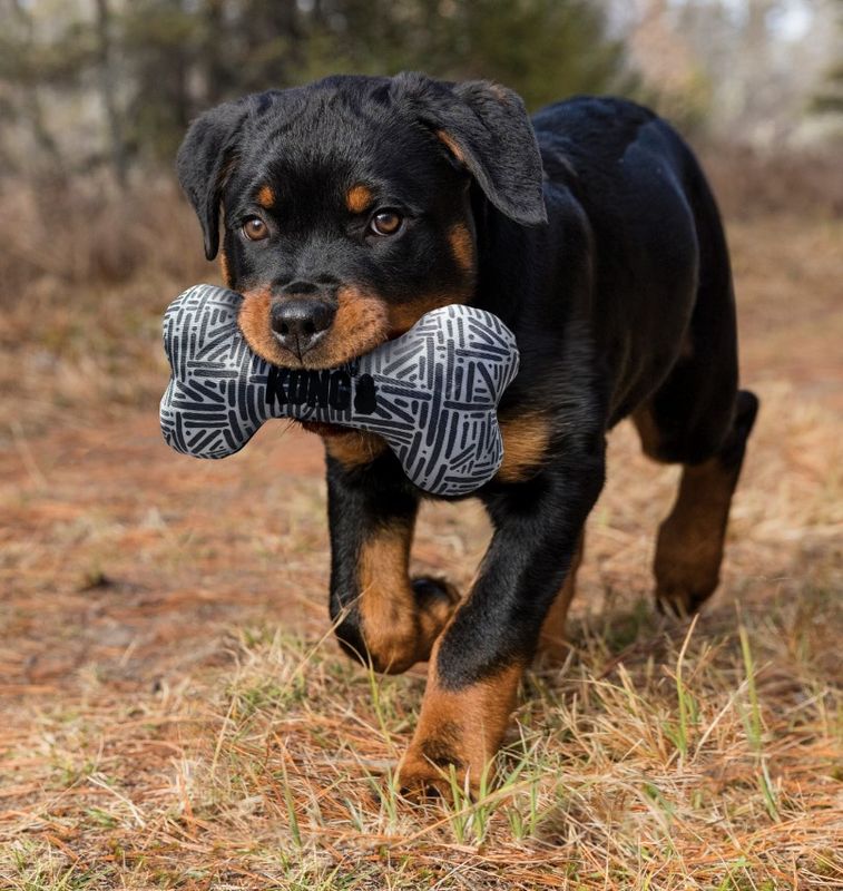 Kong Maxx Bone