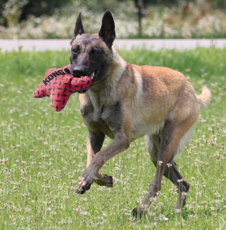 Kong Maxx Star