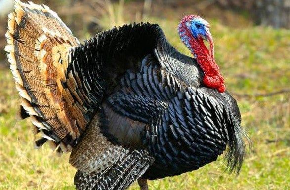 Turkey, Gender: Male