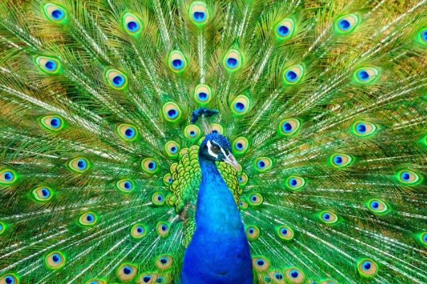 Peacock, Species: Normal, Gender: Peacock
