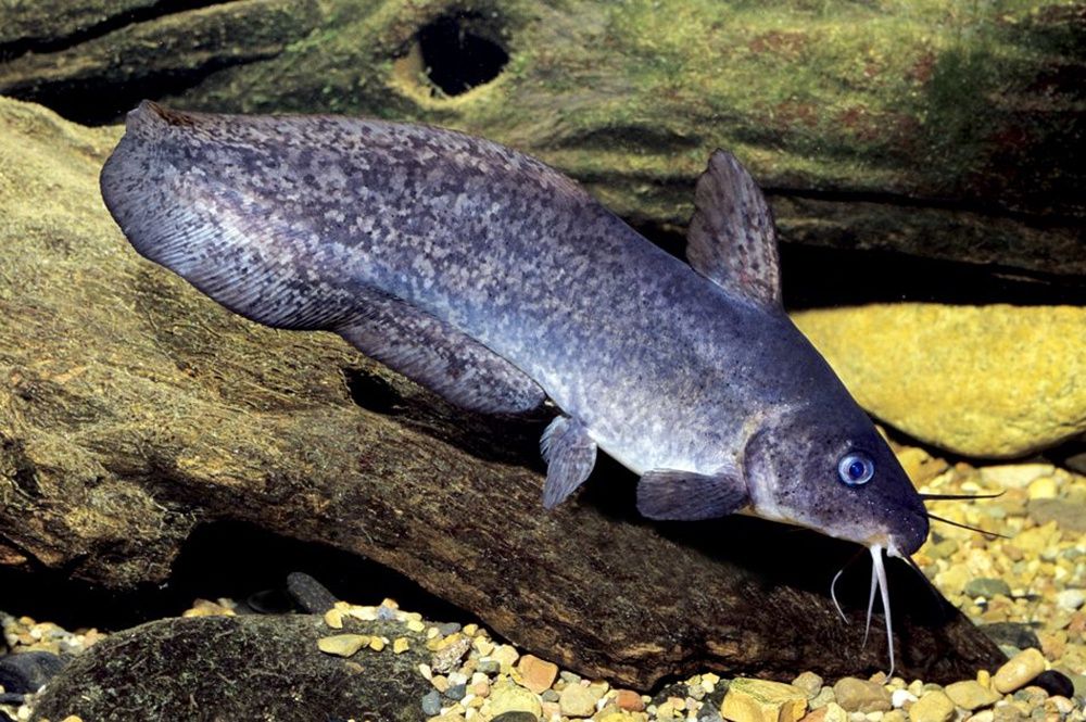 Catfish Tandanus
