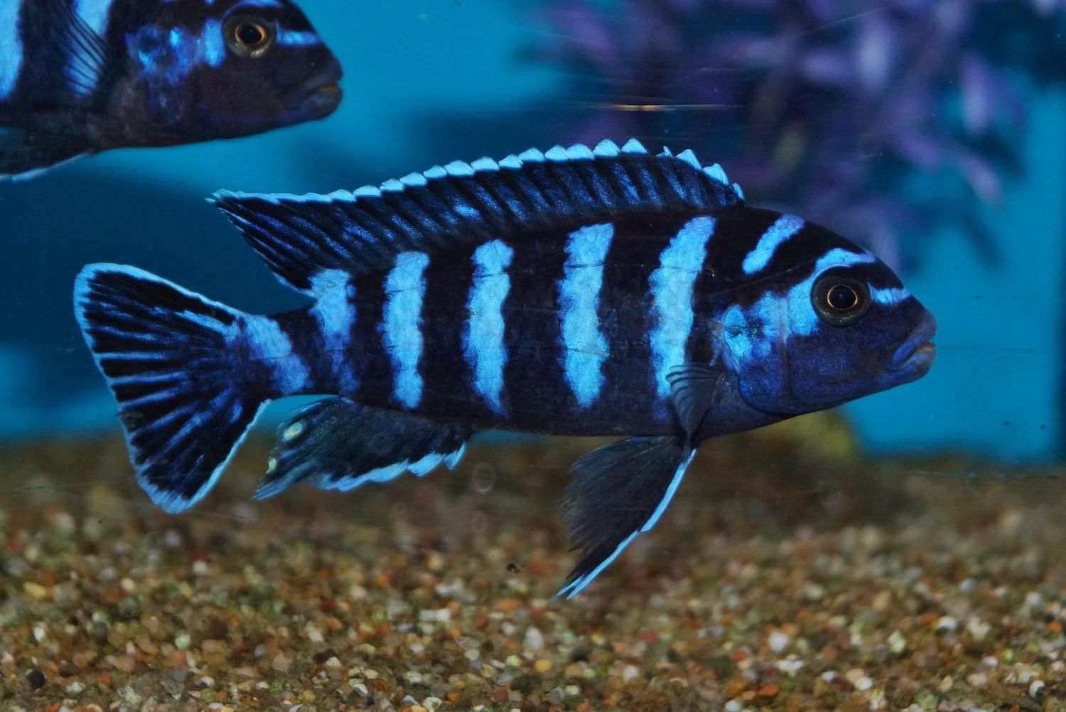 Pseudotropheus Demasoni Cichlid