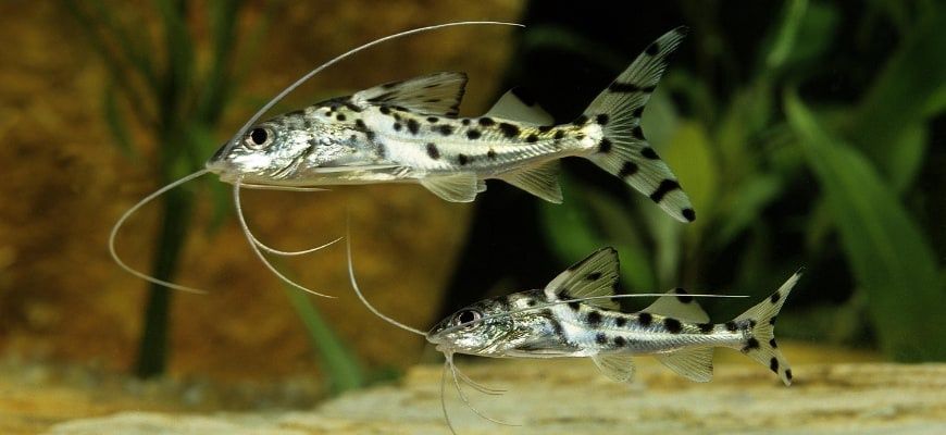 Pictus Catfish