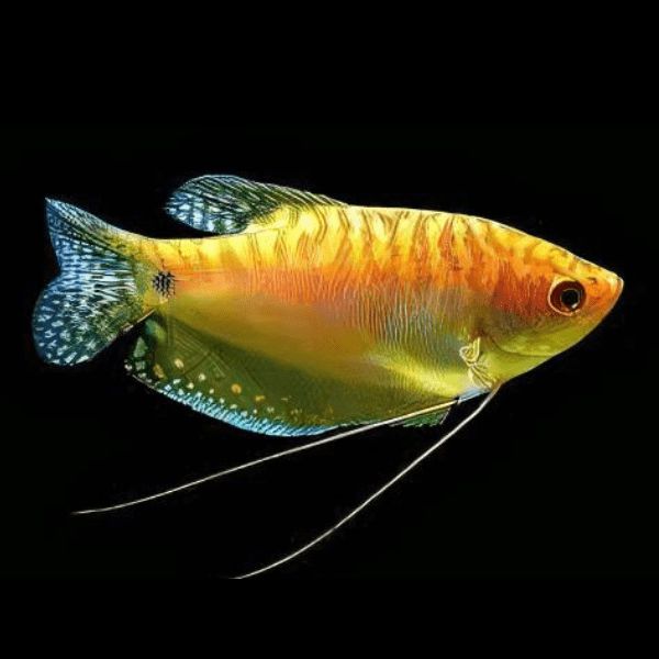 Golden Gourami