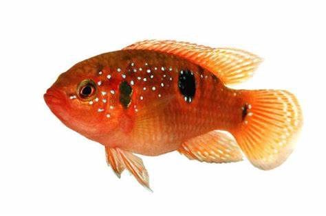 Red Forest Jewel Cichlid