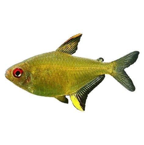 Lemon Tetra