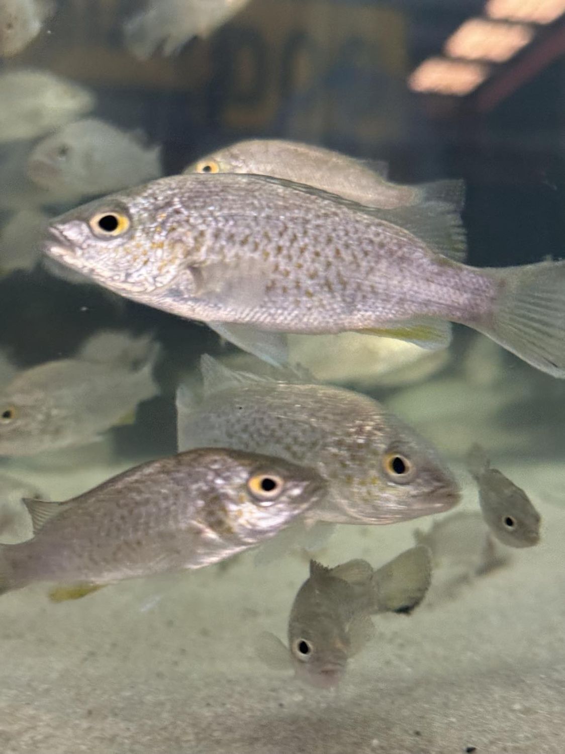 Australian Bass