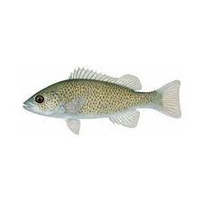Spangled Perch