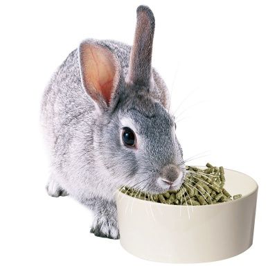 Small Animal Melamine Bowls