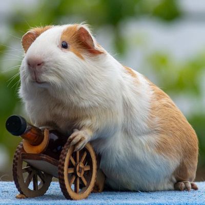 Small Animal