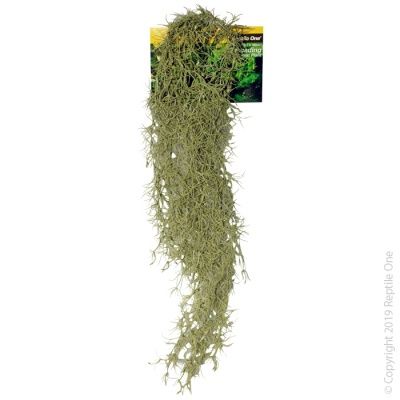 Hanging Spanish Moss Grey