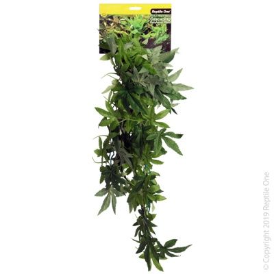 Green Hanging Sativa, Size: 40cm