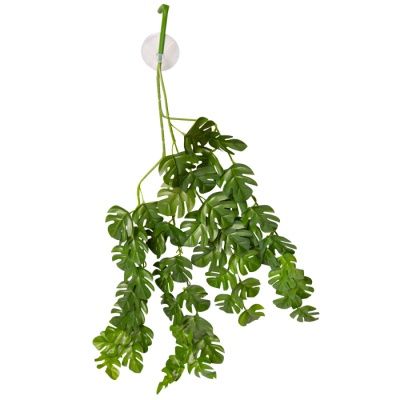 Hanging Plant Rhaphidophora Green With Suction Cup
