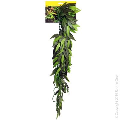 Green Tradescantia Cascading Plant