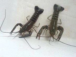 Redclaw Crayfish