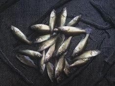 Golden Perch