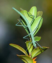 Insects