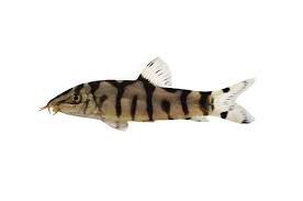 Pakistani Loach