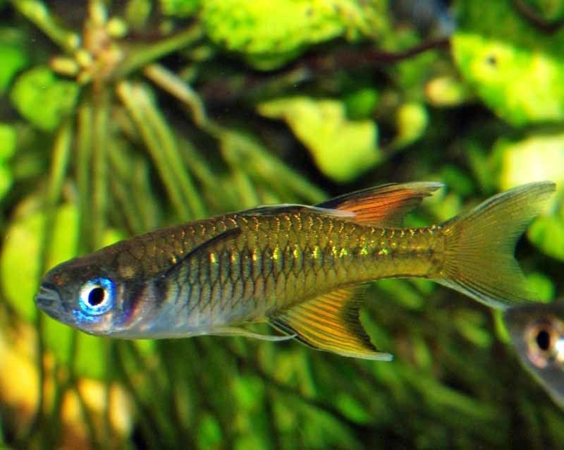Pacific Blue Eyes