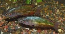 Crimson Spotted Rainbow Fish