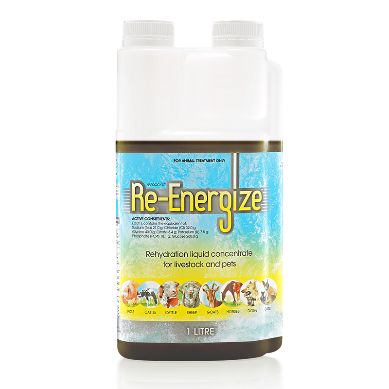 IAH Re-Energize