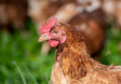 Live Poultry
