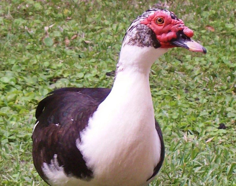 Adult Ducks