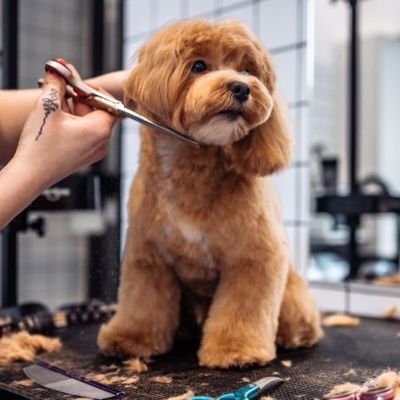 Grooming